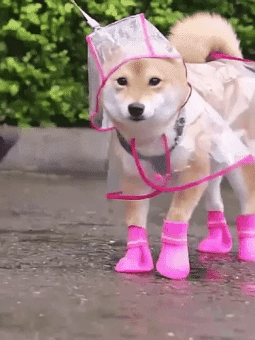 🔥 −50% TYLKO TERAZ! 🐕 Transparentny płaszcz przeciwdeszczowy dla psa – ochrona i widoczność! ✨💪