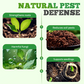 Bacterias Compost Ecológicas de Alta Concentración