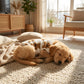 ⏳ 50% ZNIŻKI – przez ograniczony czas! ⏰🐾 Urocza kamizelka dla zwierząt z pluszowym ociepleniem 🐶🧥✨